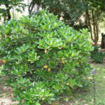 corynocarpus laevigatus