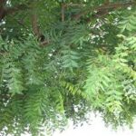 neem